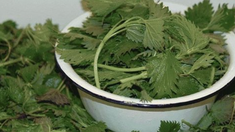 Fresh nettle leaves in a bowl: plant-based ingredients of natural origin.